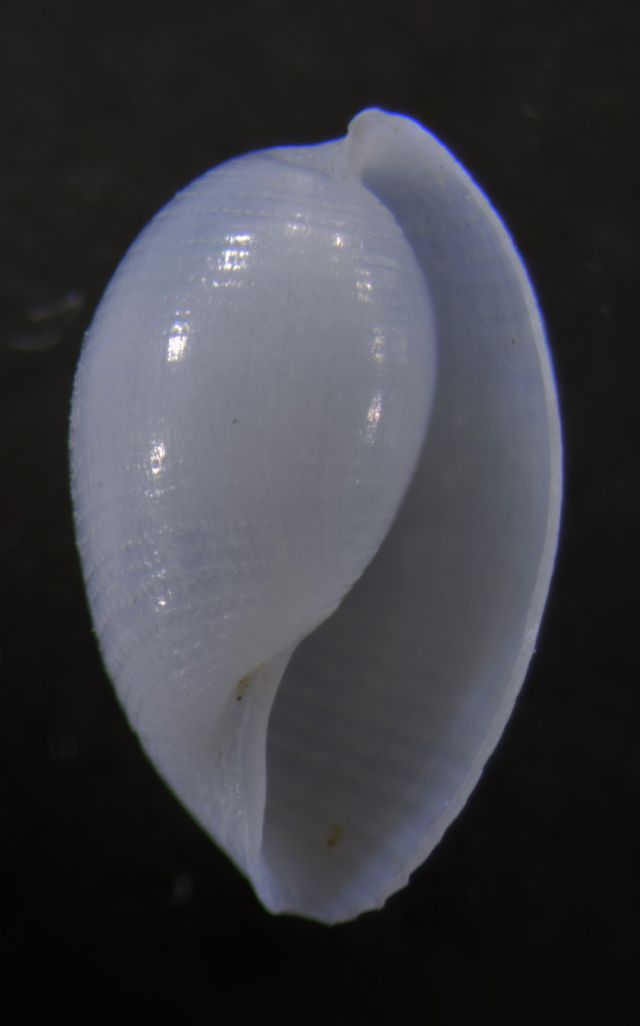 gasteropode